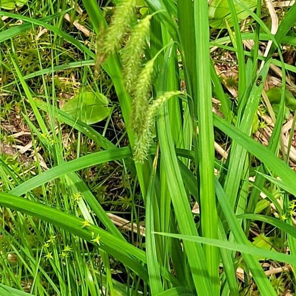 Carex crinita Leaf