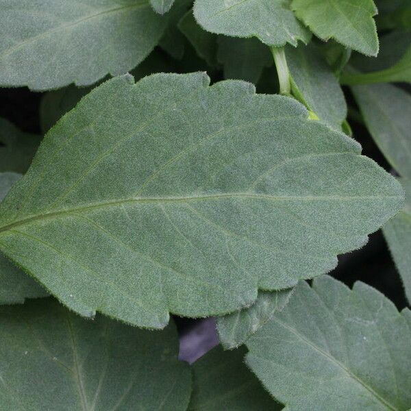 Dahlia spp. Leaf