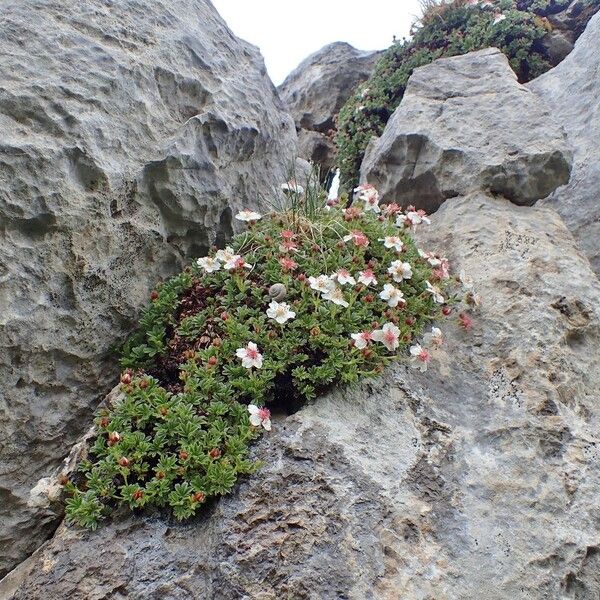 Potentilla nitida Habit