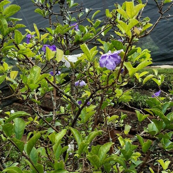 Brunfelsia uniflora Лист