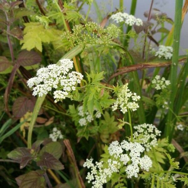 Berula erecta Кветка