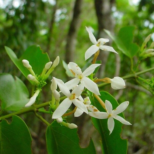 Jasminum noumeense ᱵᱟᱦᱟ