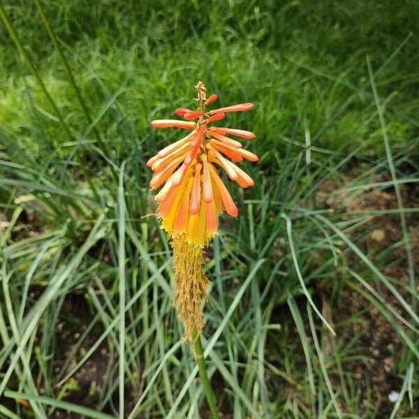 Kniphofia uvaria Flor