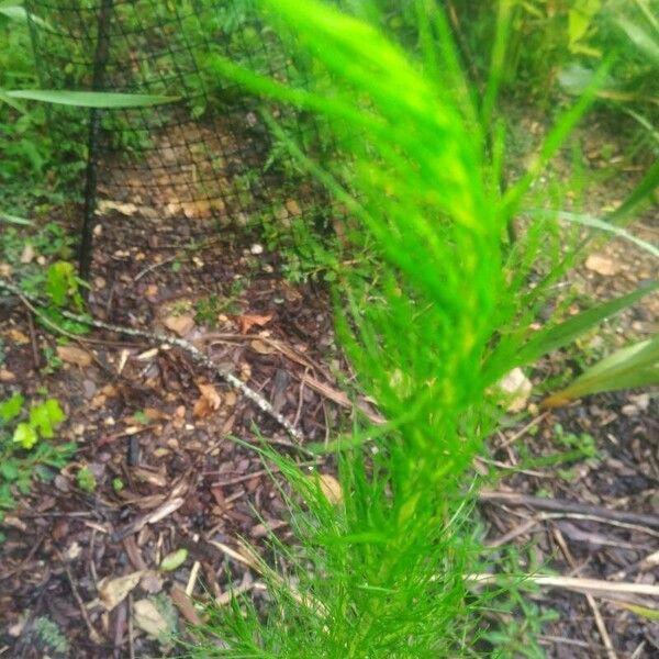 Eupatorium capillifolium List