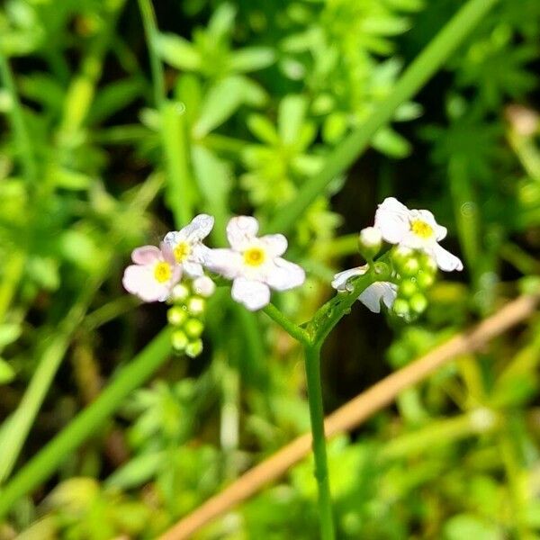 Myosotis scorpioides 花