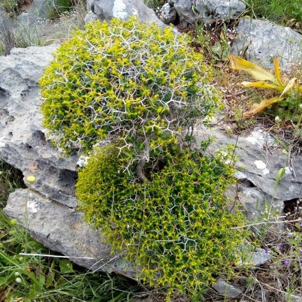 Euphorbia acanthothamnos Folha