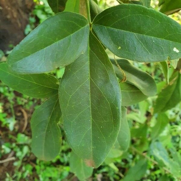 Maerua triphylla 叶