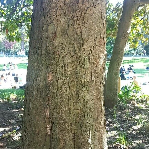 Carya tomentosa خشب