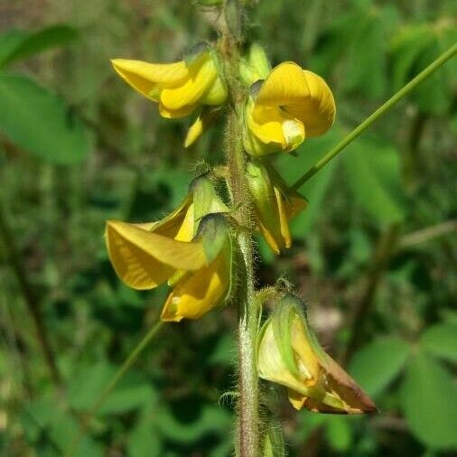 Crotalaria incana Floro