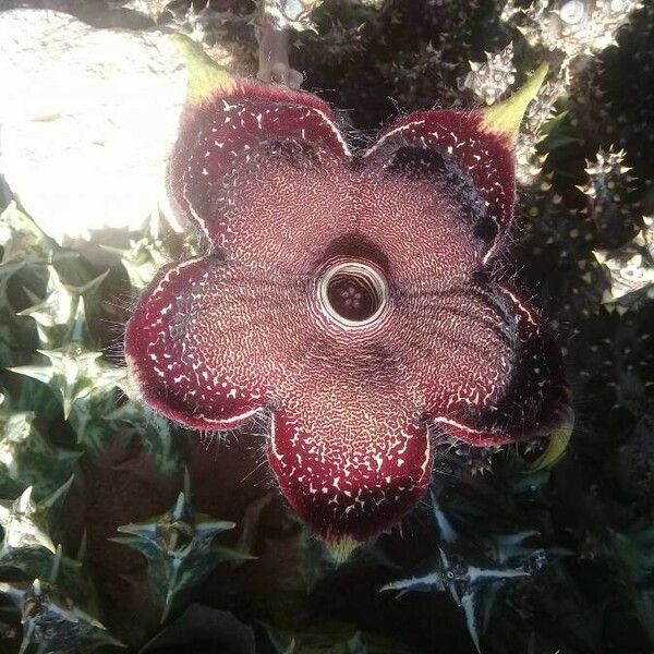 Edithcolea grandis 花