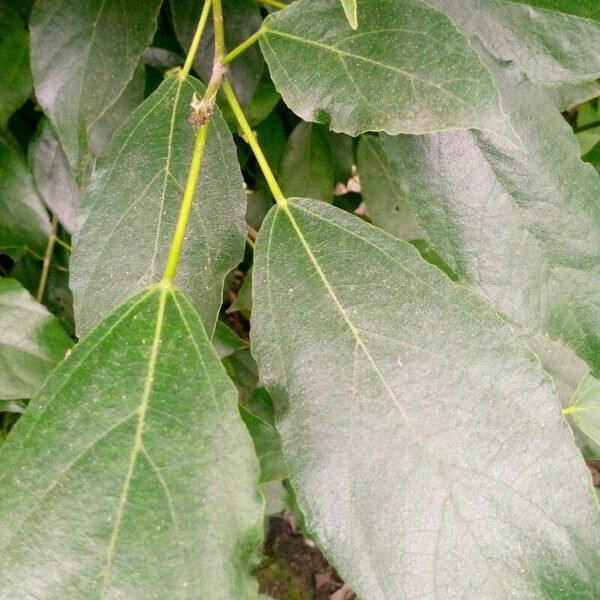 Ficus exasperata Folha