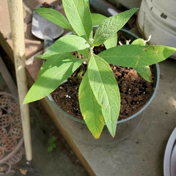 Buddleja davidii Leaf