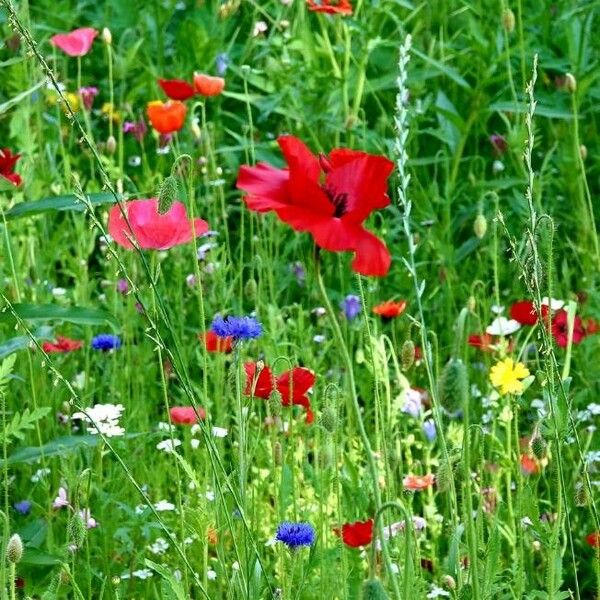 Papaver argemone Kukka