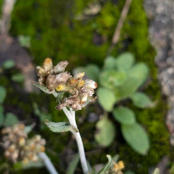 Pseudognaphalium luteoalbum Flor