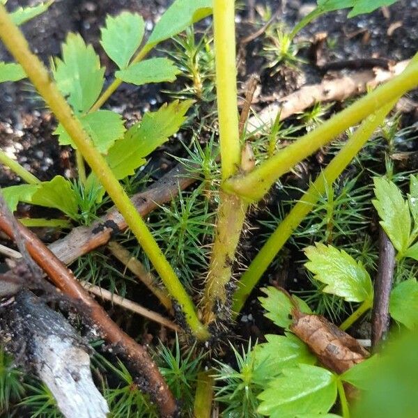 Aralia hispida چھال