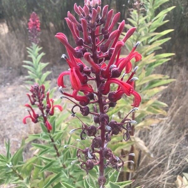 Lobelia tupa Цвят