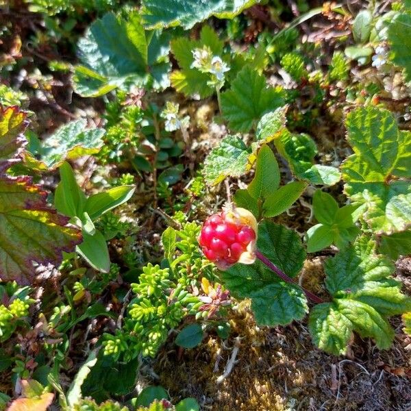 Rubus chamaemorus Leaf