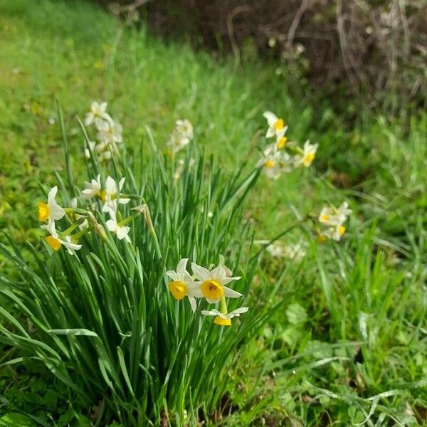 Narcissus tazetta Квітка