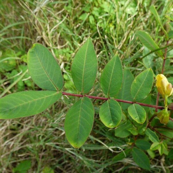 Senna occidentalis Leht