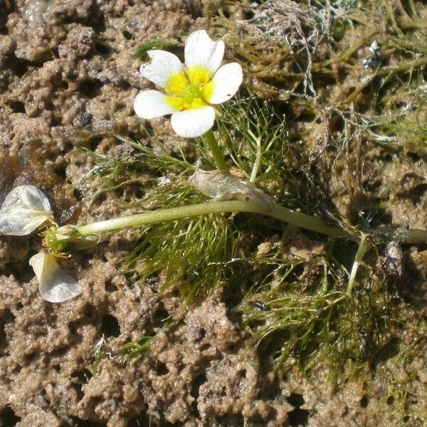 Ranunculus circinatus ഇല