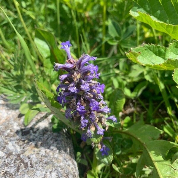 Ajuga genevensis Cvet