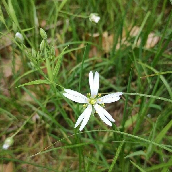 Stellaria palustris Λουλούδι