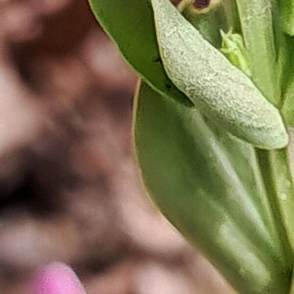 Centaurium tenuiflorum Lapas