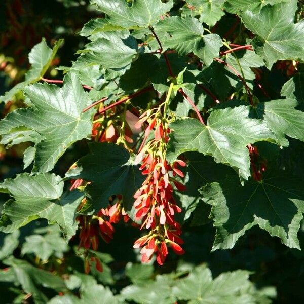 Acer tataricum Feuille