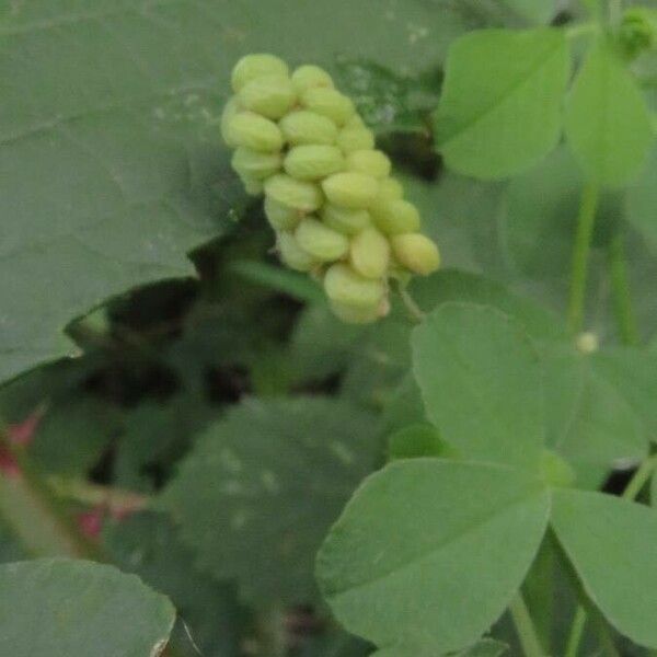 Medicago lupulina Ffrwyth