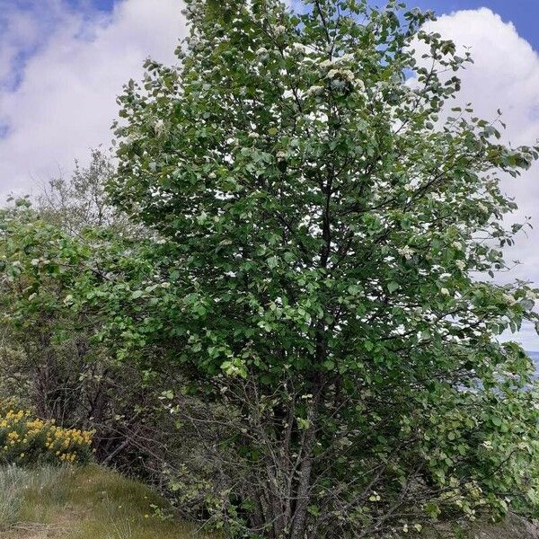 Karpatiosorbus latifolia Habitatea