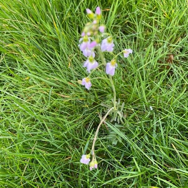 Cardamine pratensis ᱵᱟᱦᱟ