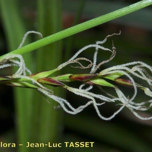 Carex pilosa Λουλούδι