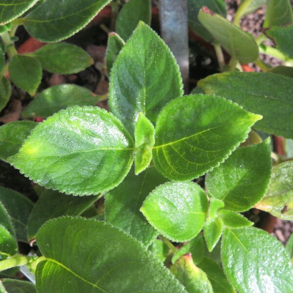 Kohleria spicata Ліст