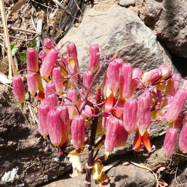 Bryophyllum pinnatum Flower