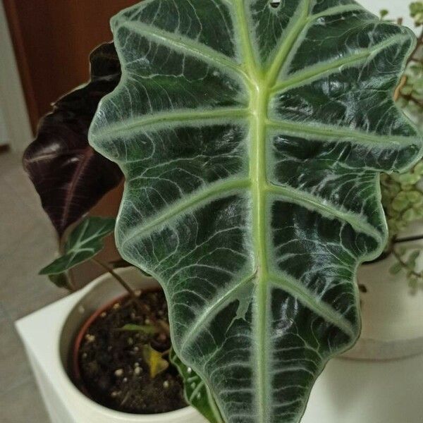 Alocasia sanderiana Φύλλο