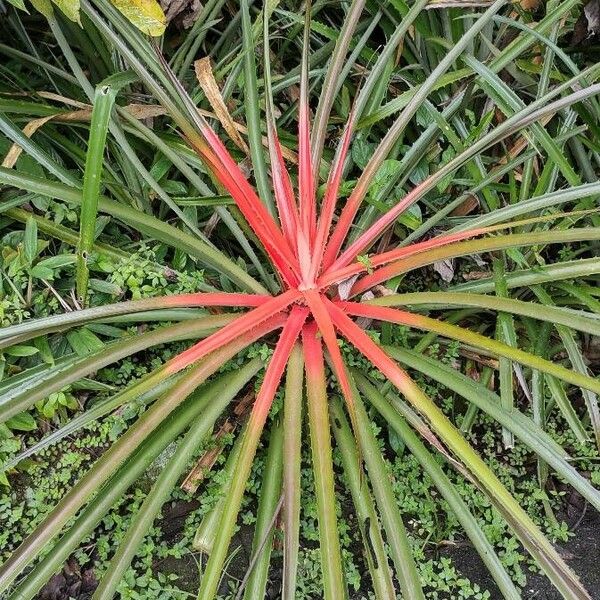 Bromelia pinguin Levél