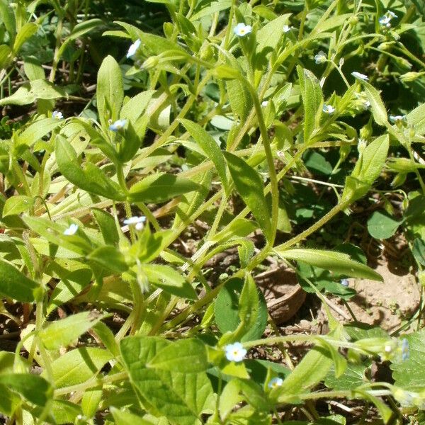 Myosotis sparsiflora Tervik taim