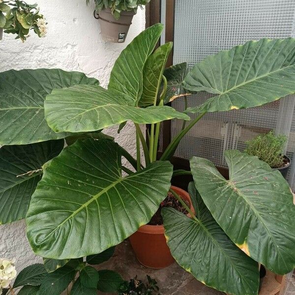 Alocasia macrorrhizos ᱥᱟᱠᱟᱢ