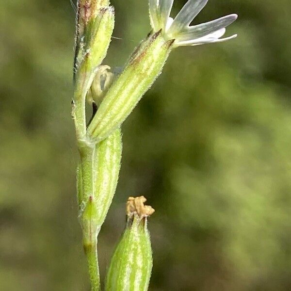 Silene nocturna Flower