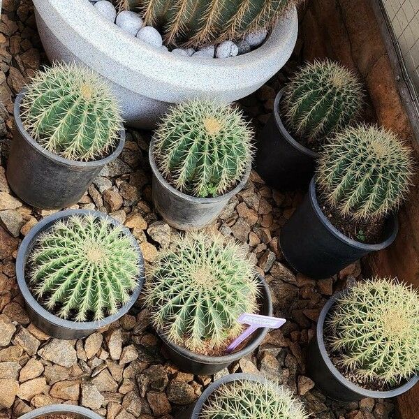 Echinocactus grusonii Leaf