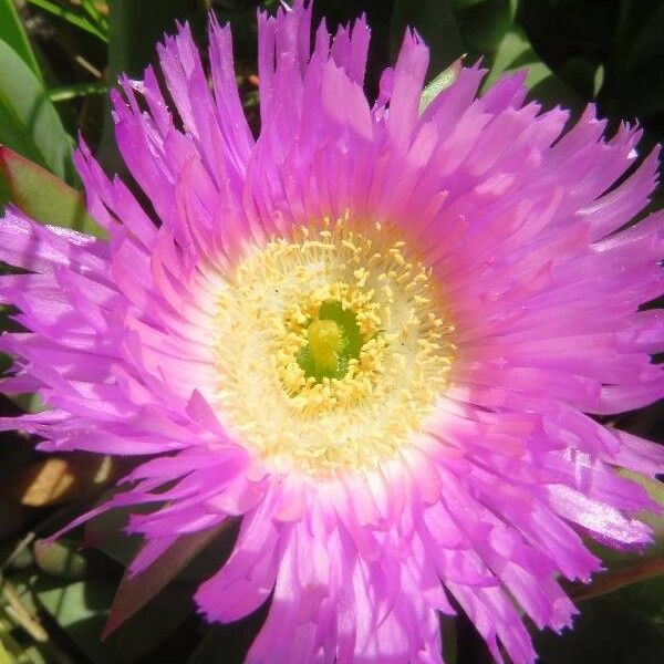 Carpobrotus aequilaterus Цвят