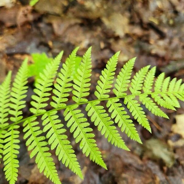 Cystopteris bulbifera অভ্যাস