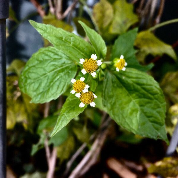 Galinsoga parviflora Агульны выгляд