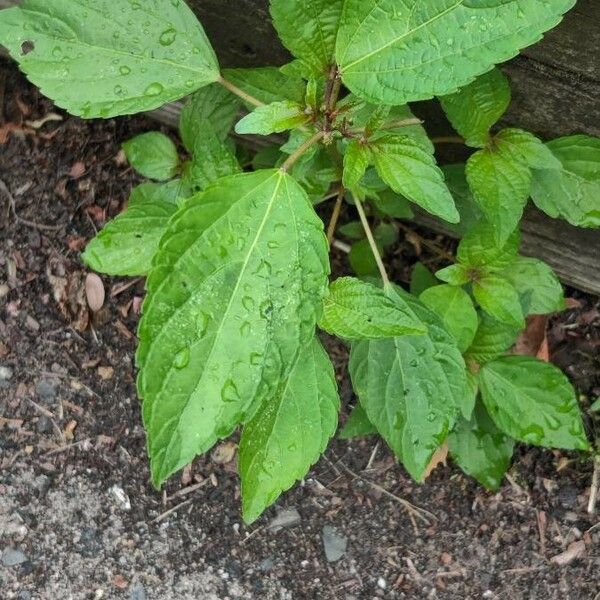 Acalypha virginica Levél