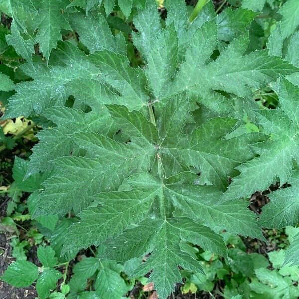 Heracleum sphondylium ഇല