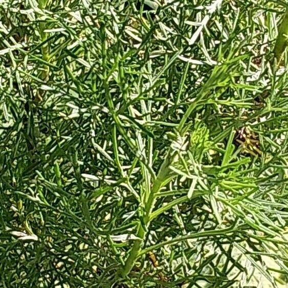 Artemisia abrotanum Blad