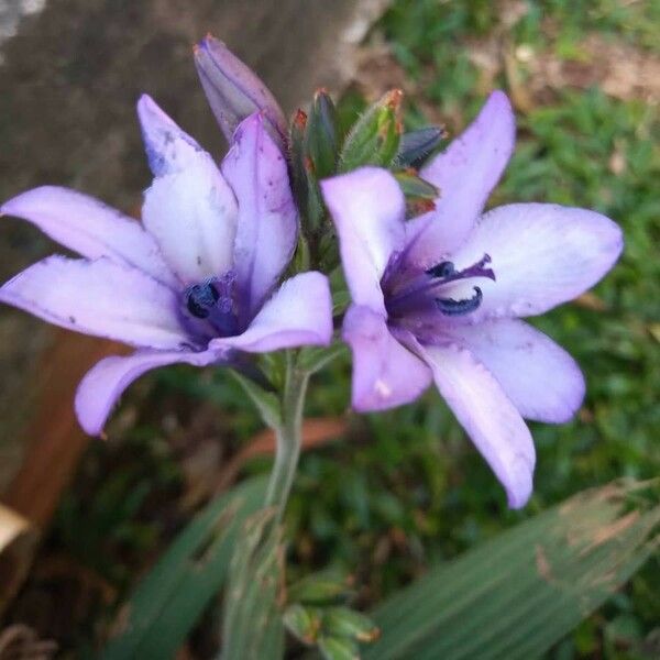 Gilia achilleifolia Fiore