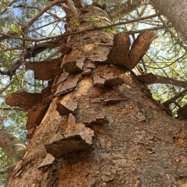 Albizia forbesii Bark