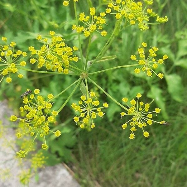 Pastinaca sativa Λουλούδι