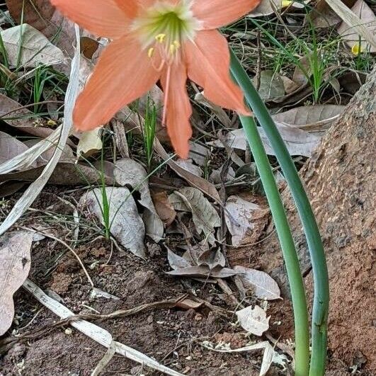 Hippeastrum puniceum Flower